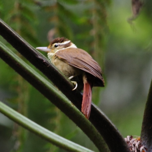 White-collared foliage-gleaner